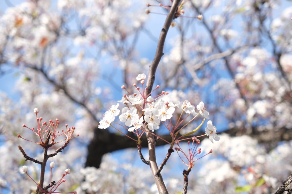 Sakura | Ozawa, Kaneko and Associates LLP