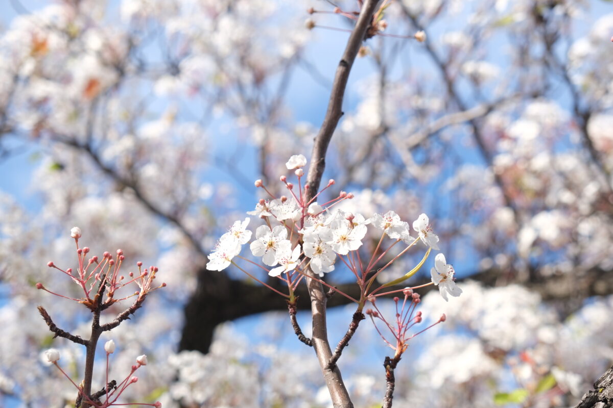 Sakura | Ozawa, Kaneko and Associates LLP
